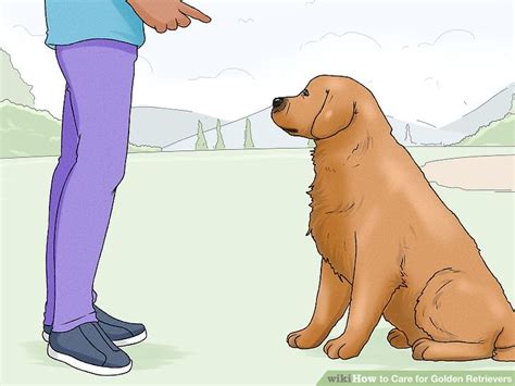 5 Ways To Care For Golden Retrievers Wikihow Pet