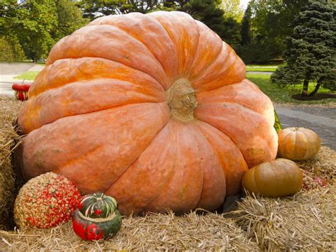 North America's largest pumpkin weighs 2,528 pounds