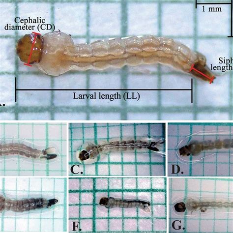 Morphological Differences In Aedes Aegypti Larvae Subjected To Download Scientific Diagram