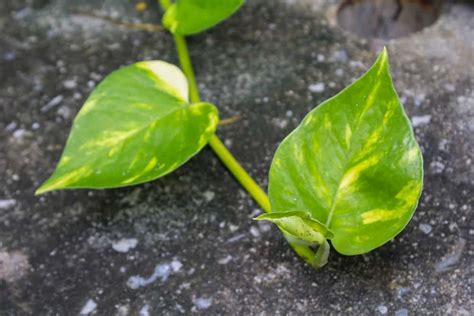 9 Clear Signs Of Pothos Root Rot And How To Fix It