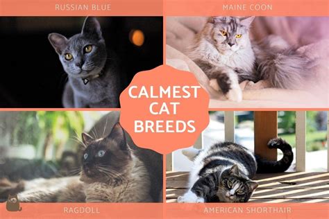 10 Calm Cat Breeds The Chillest Cats With Photos