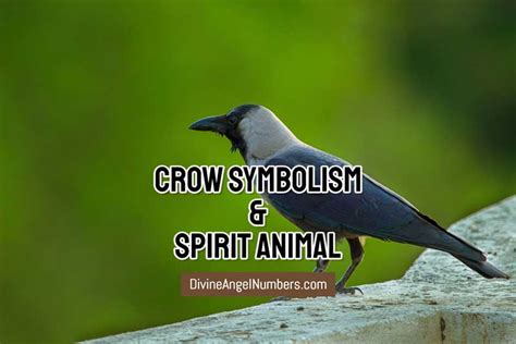 Crow Symbolism And Meaning What Is Crow Spirit Animal