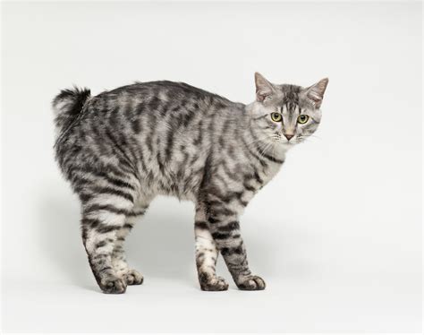 American Bobtail Cat Breed Information Traits Characteristics And Photos