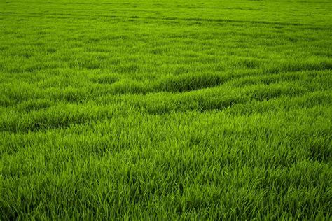Grass Field Wallpapers Top Free Grass Field Backgrounds Wallpaperaccess