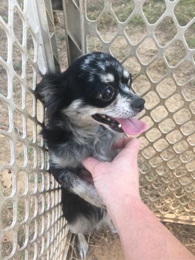 Black Merle Long Coat Female Chihuahua For Sale In Fort Worth Tx