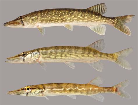 Chain Pickerel Discover Fishes