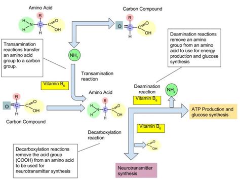 115 Vitamin B6 Principles Of Human Nutrition