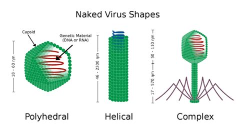 What Is A Virus Faq Bite