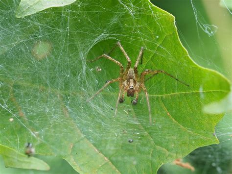 Male Agelenopsis Grass Spiders In Minden Ontario Canada