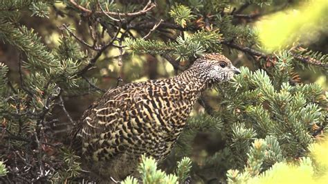 Spruce Grouse Denali National Park Youtube