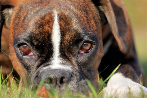 Boxer Dog Face Photograph By Jana Behr Fine Art America