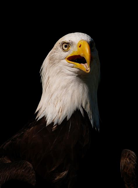 Eagle Bird Glance Beak Predator Hd Phone Wallpaper Peakpx