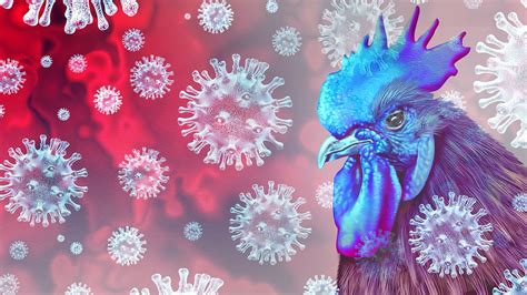 First Human Death Recorded From Rare H3n8 Bird Flu Strain In China Details Here