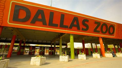Zoológico De Dallas Información De Zoológico De Dallas En Dallas