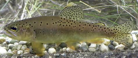 The White Mountains Of Arizona Is Home To The Elusive Apache Trout