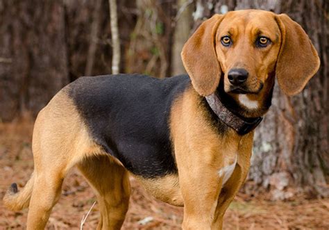 treeing walker coonhound dog breed characteristic daily  care facts