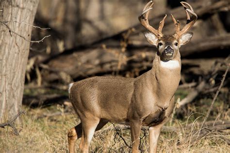 Bucks pro shop is the official online store of the milwaukee bucks. Deer sterilization bosses are making the big bucks