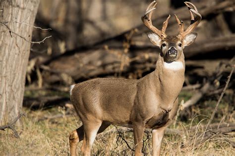 This is the official milwaukee bucks facebook page. Deer sterilization bosses are making the big bucks