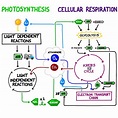 Cellular Respiration In Plants Experiment