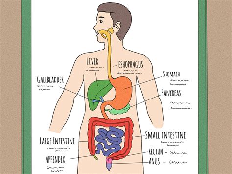 Como Dibujar El Sistema Digestivo Aparato Digestivo Humano Sexiz Pix