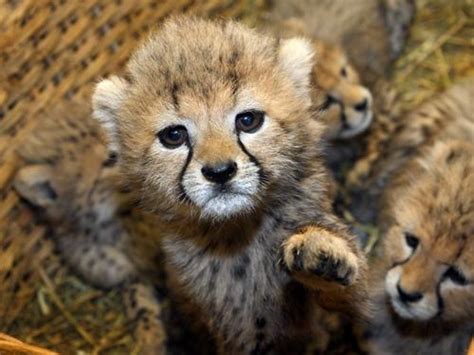 Cute Baby Cheetah Cubs Weneedfun