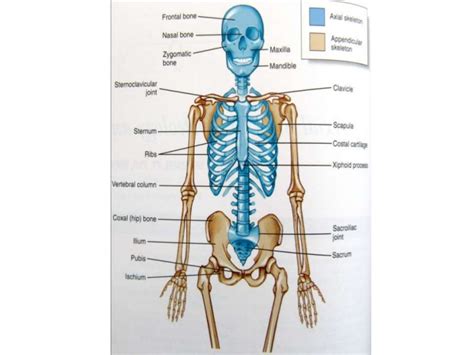 As a nurse, you will need to know the basic about the human skeleton. Locomotion System