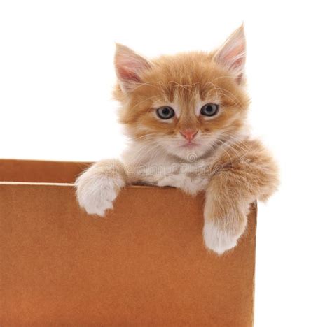 Kitten In A Box Stock Image Image Of Look T Holiday 141901011