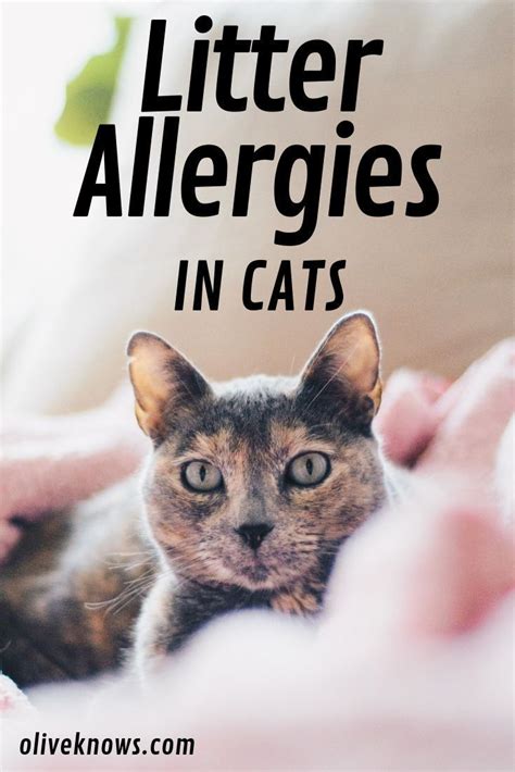 Allergic Reaction To Cat Litter Cat Meme Stock Pictures And Photos