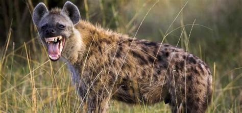 30 Interesting Spotted Hyena Facts Factins
