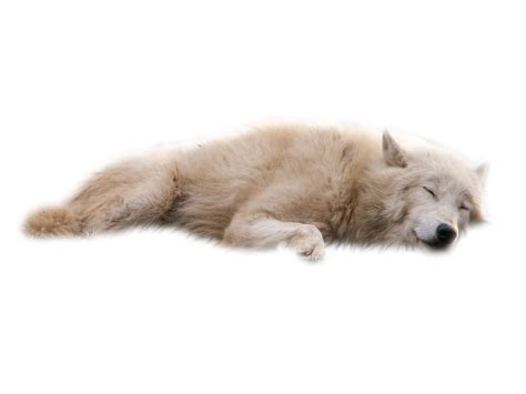 Gray wolf images free download png format: Laying, Sleeping wolf white cut out PNG Transparent