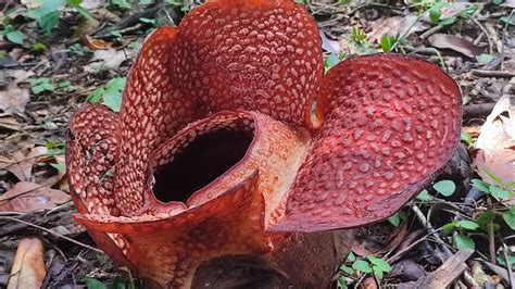 Tumbuh Di Kebun Raya Bogor Rafflesia Arnoldi Mekar Di Luar Habitatnya