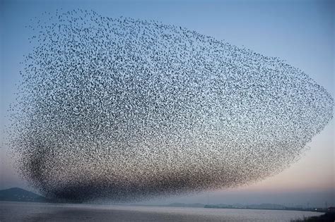 Bird Swarm Dances In The Sky Amazing Flock Of Birds Strange Sounds