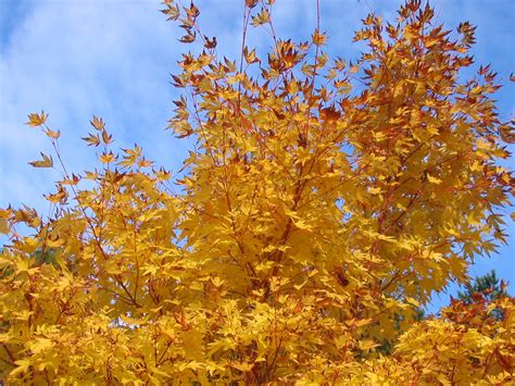 Free Images Branch Sky Sunlight Leaf Fall Flower Autumn Blue