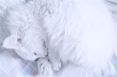 The White Cat Sleeps Curled Up In A Ball Stock Image Image Of
