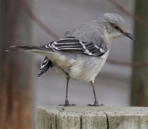 Eastern Mockingbird Posed For Me Animal Pictures Animals Cute Animals