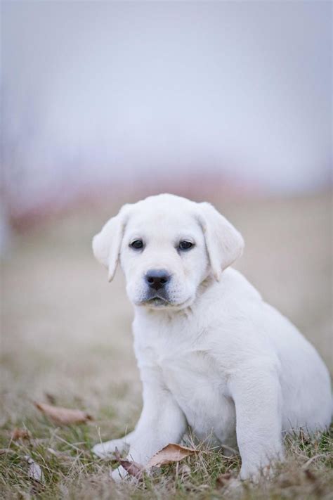 How many puppies are born in a pont audemer spaniel litter? white labrador (With images) | Labrador, English labrador puppies, Puppies