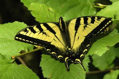 Doak Creek Native Plant Nursery Photo Gallery And Native Plant Resources