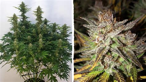 Blueberry Auto Cannabis Strain Week By Week Guide Fast Buds