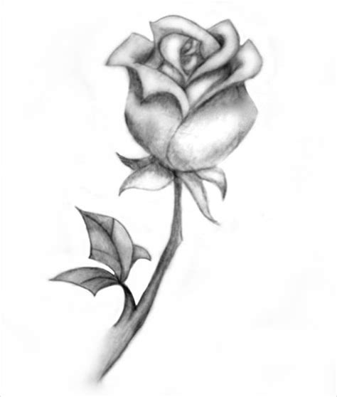 Pin By Lale On Tats Roses Drawing Rose Drawing Simple Rose Drawing