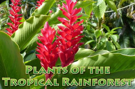 Plants In The Tropical Rainforest Pictures Facts Information