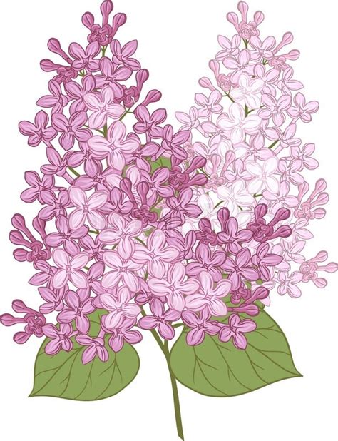 Vector Flowers Of Lilac Illustration For Your Design Stock Vector
