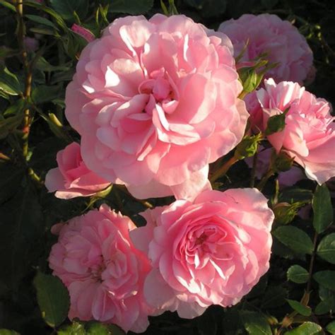 Bonica Shrub Rose Quality Roses Direct From Grower