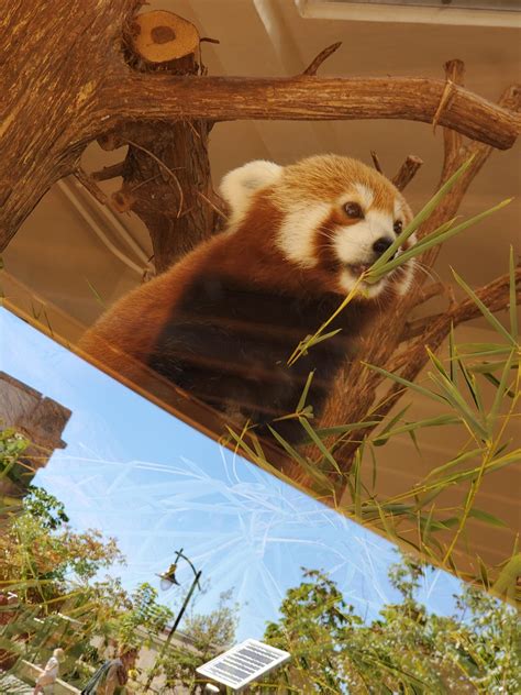 Oklahoma City Zoo Rredpandas