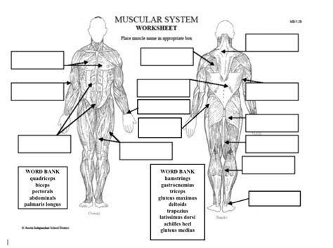 Muscular System Part Iii Label The Muscles Diagram Quizlet
