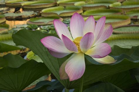 The Lotus Flower Nelumbo Nucifera Stock Image Image Of Lake