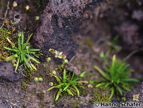 Sagina Maritima Don Azorean Biodiversity Portal