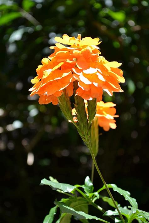 Maybe you would like to learn more about one of these? Orange Colour Flowers In Sri Lanka - Flowers Of Sri Lanka ...