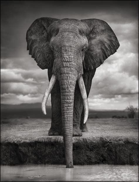 The Reel Foto Nick Brandt Majestic Animal Portraits