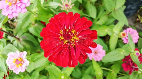Red Zinnia Flower Stock Image Image Of Flavor Herb 64967091