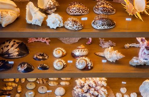 Shell Collections - The JF Library Foundation
